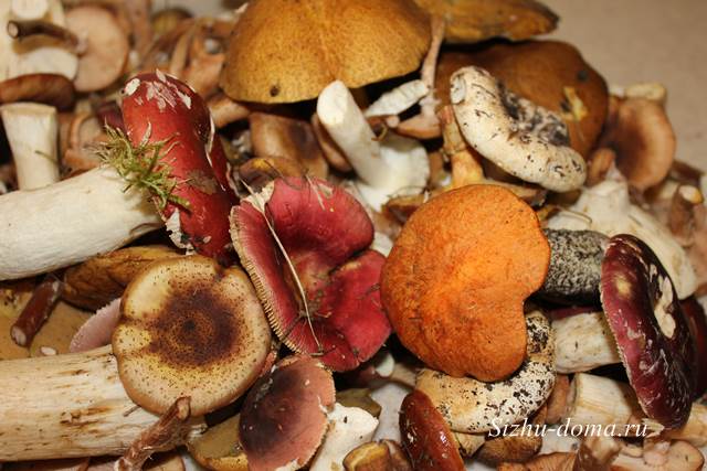 Лесные грибы польза и вред грибов для организма человека